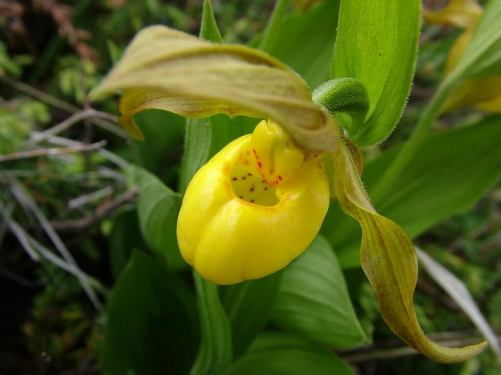 a yellow lady's slipper orchid, the tablelands, newfoundland, canada