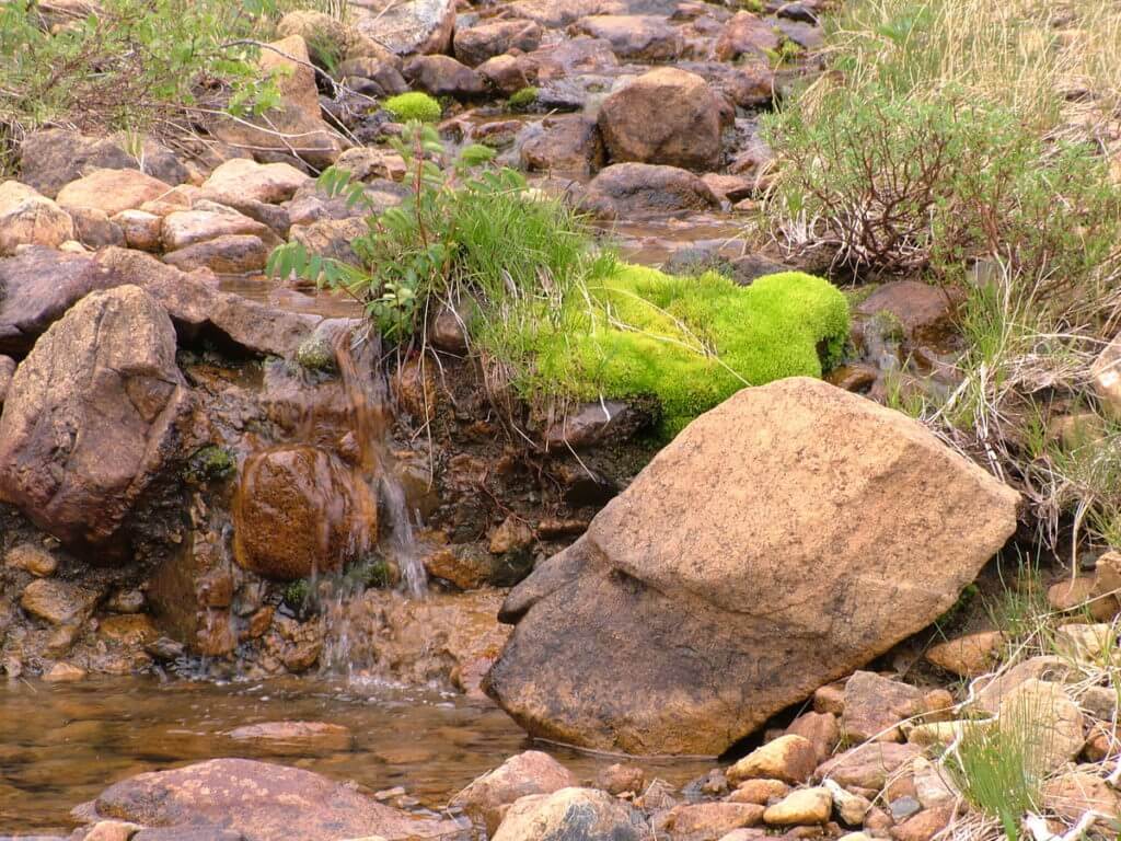 moss growing in the tablelands, newfoundland, canada