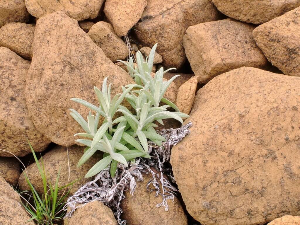 pearly everlasting wildflower, the tablelands, newfoundland, canada