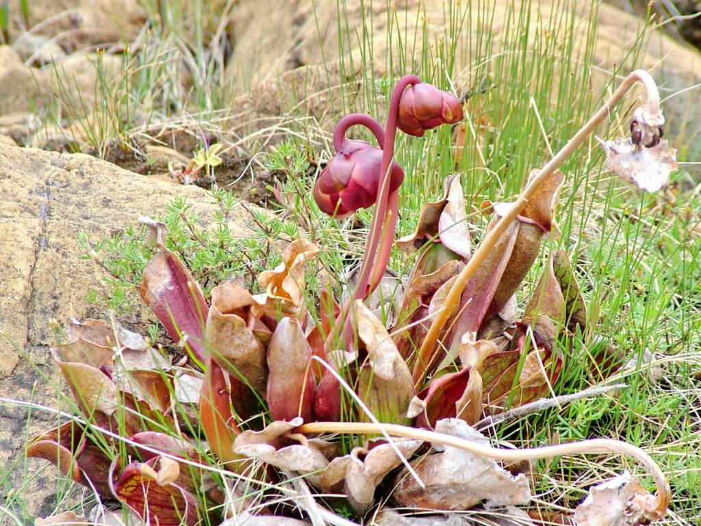 pitcher plant, the tablelands, newfoundland, canada