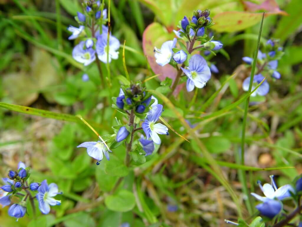 thyme-leaved speedwell wildflowers, gros morne mountain, newfoundland, canada