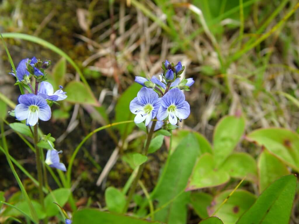 thyme-leaved speedwell wildflowers, gros morne mountain, newfoundland, canada