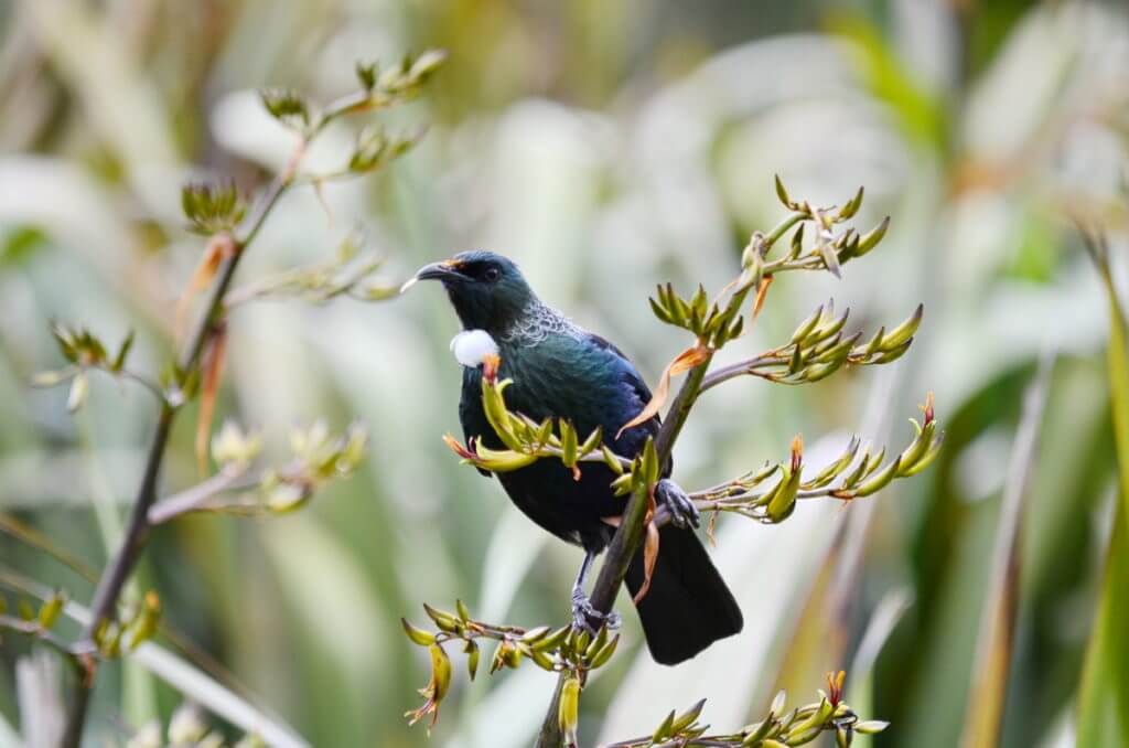 a tui on native flax plant, lake matheson, south island, new zealand