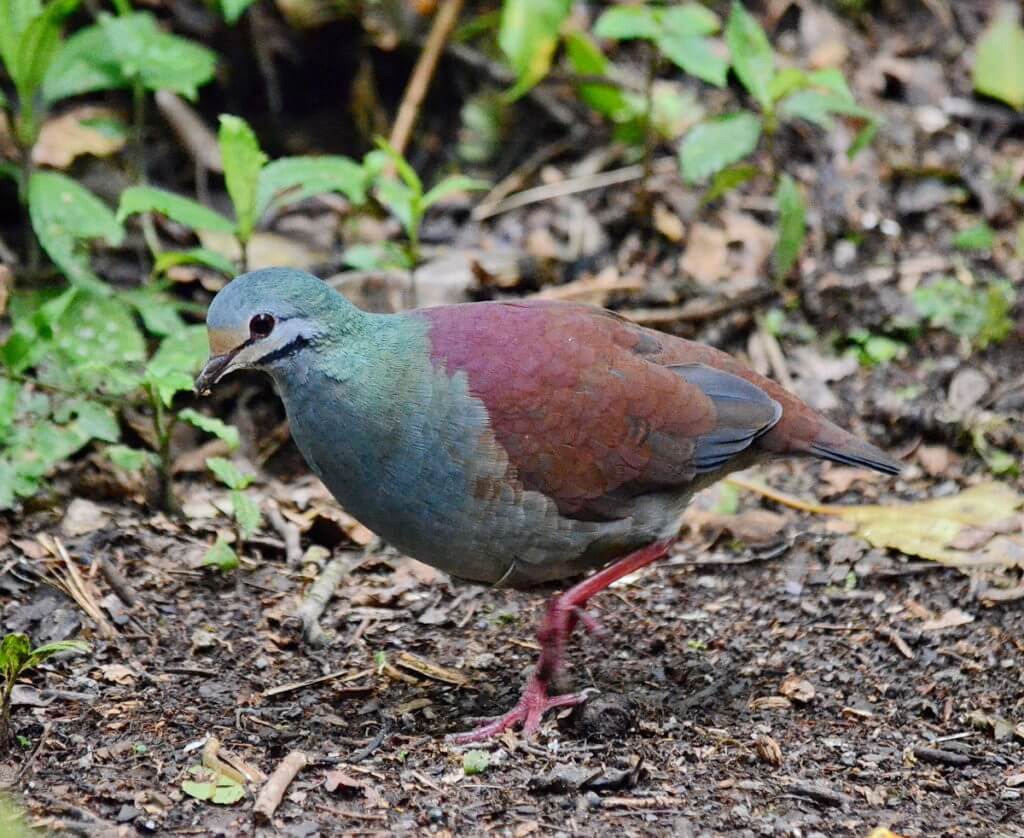 a buff-fronted quail dove, monteverde cloud forest preserve, costa rica