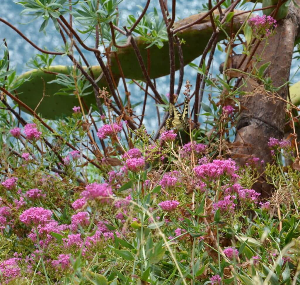 a corsican swallowtail butterfly, corniglia, cinque terre, italy