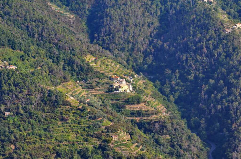 terraced vineyard, apennine mountains, cinque terre, italy
