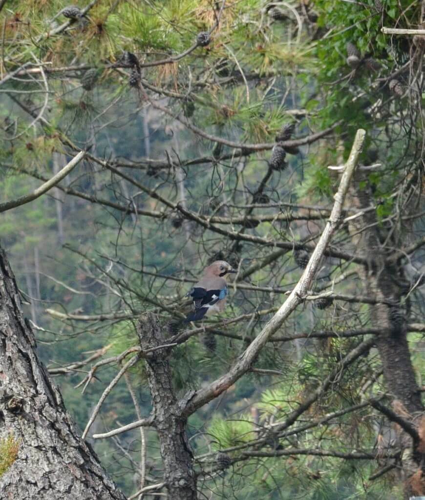 an eurasian jay, cinque terre, italy
