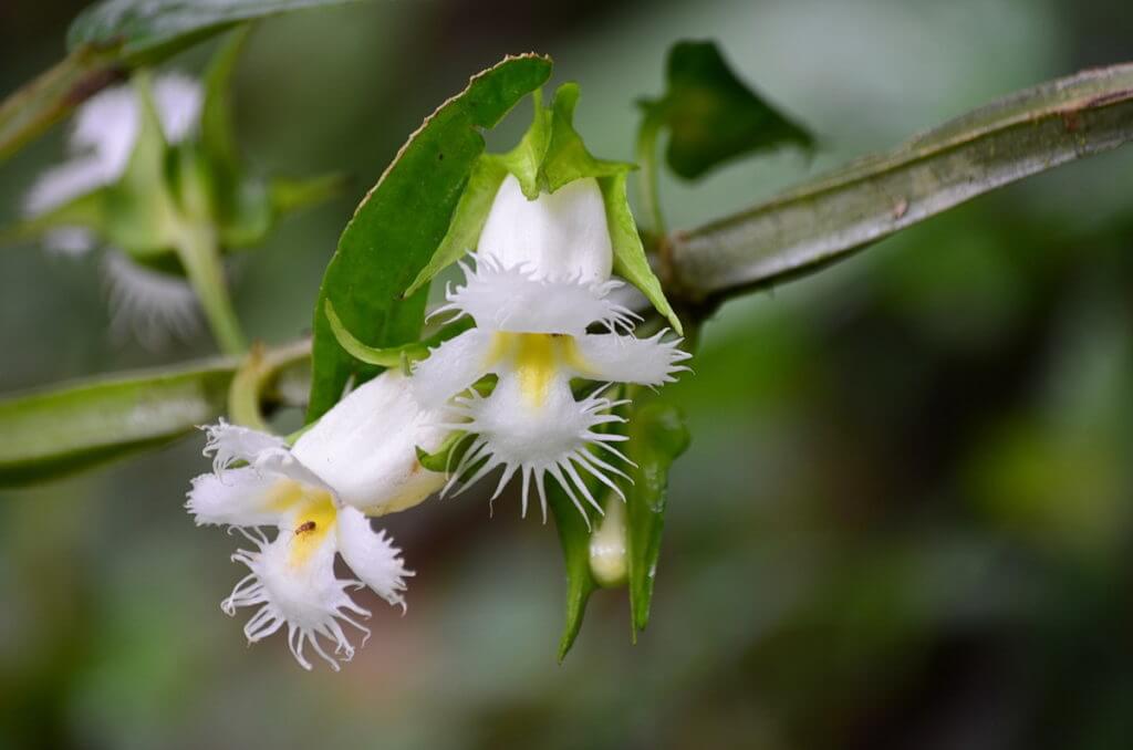 white orchids, monteverde cloud forest preserve, costa rica