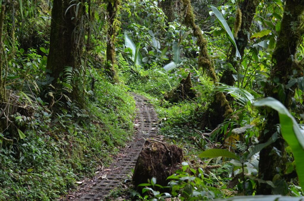 a trail in the cloud forest, monteverde, costa rica