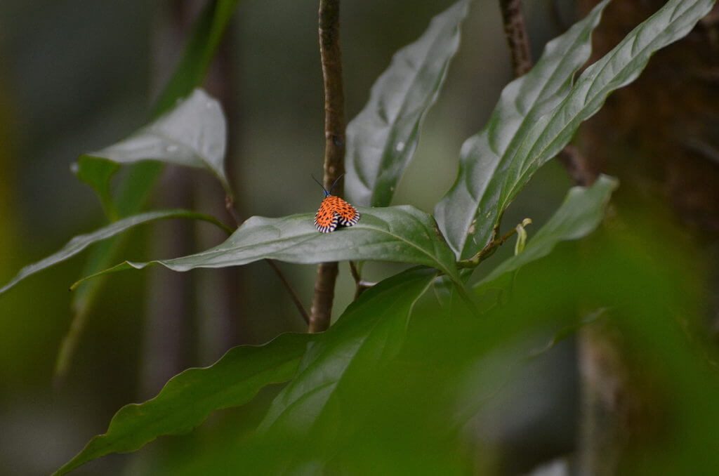 a leaf roller moth, monteverde cloud forest preserve, costa rica