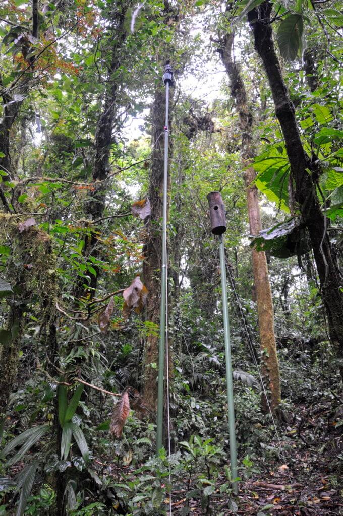 a man-made nest box, monteverde cloud forest preserve, costa rica 