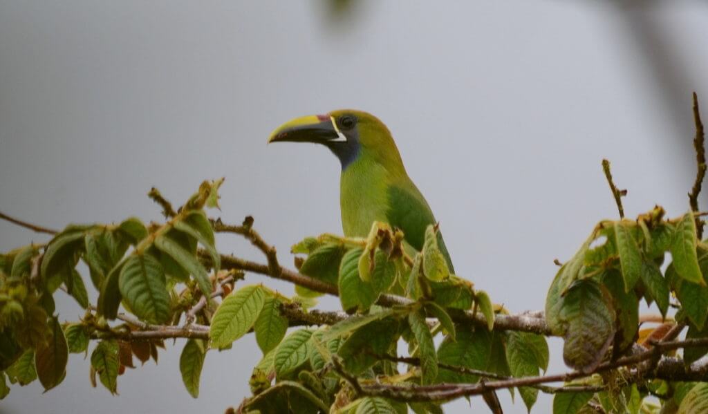 a northern emerald toucanet, monteverde cloud forest preserve, costa rica