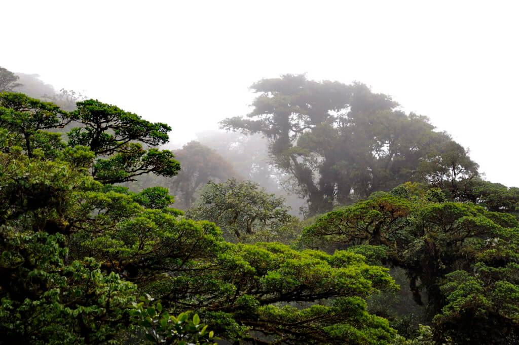 mist in the cloud forest, monteverde cloud forest preserve, costa rica