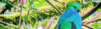 resplendent quetzal in costa rica