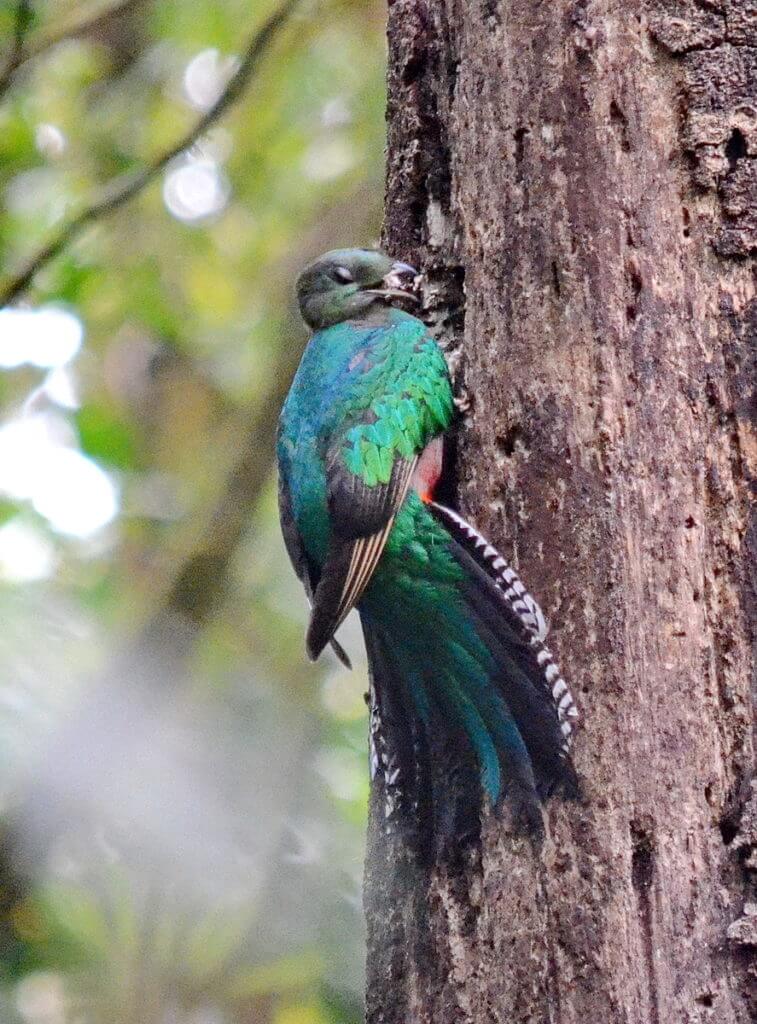 a female resplendent quetzal at a nest hole, monteverde cloud forest preserve, costa rica