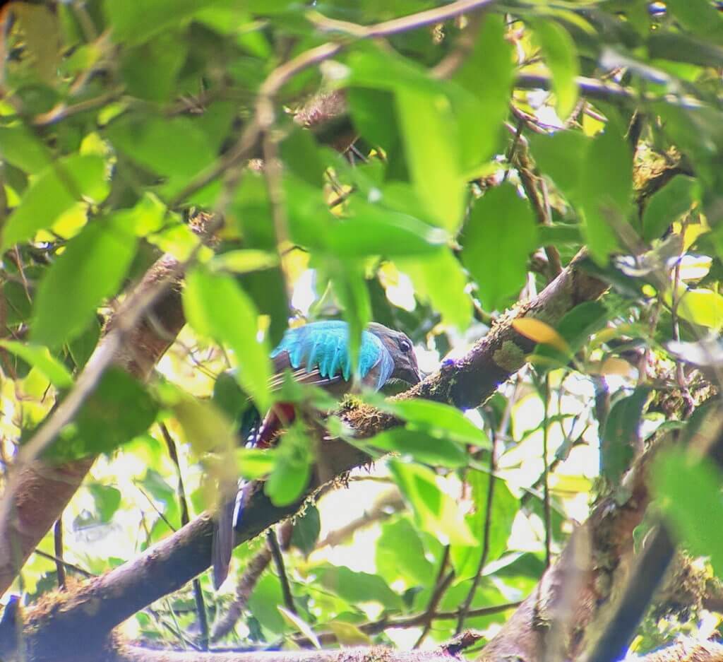 a female resplendent quetzal, monteverde cloud forest preserve, costa rica