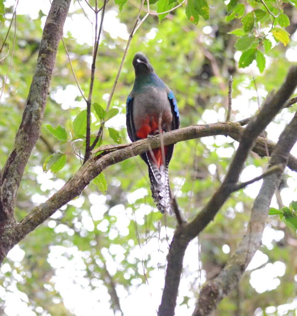 a female resplendent quetzal, monteverde cloud forest preserve, costa rica