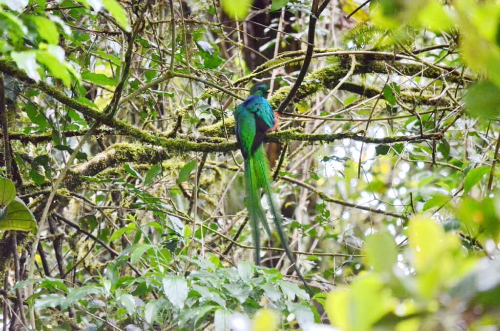 a male resplendent quetzal, monteverde cloud forest preserve, costa rica