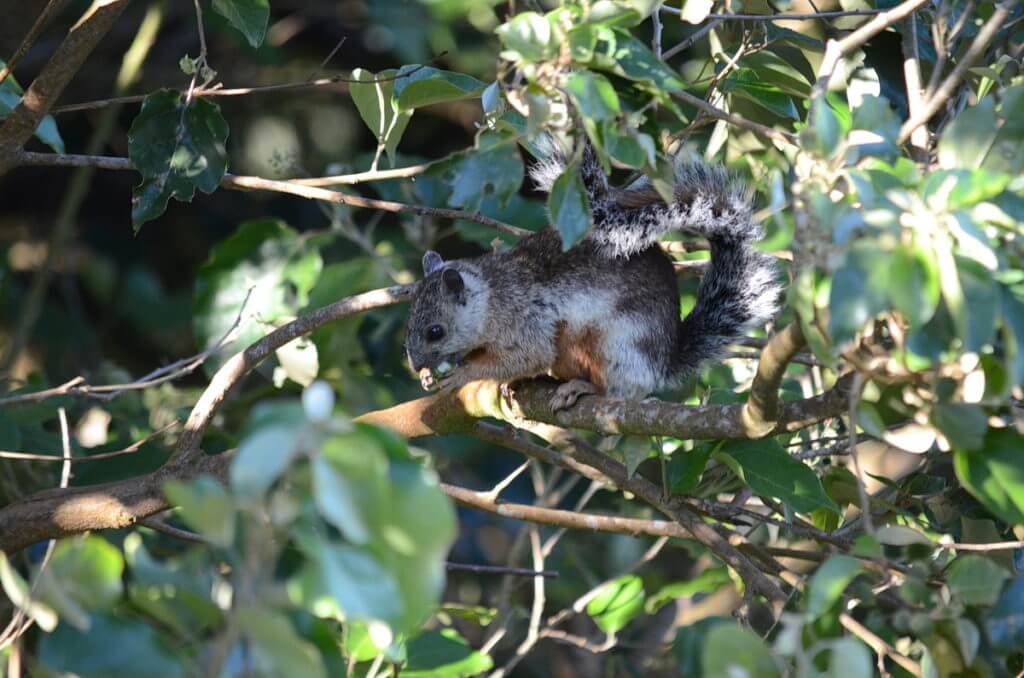 a variegated squirrel, monteverde cloud forest preserve, costa rica