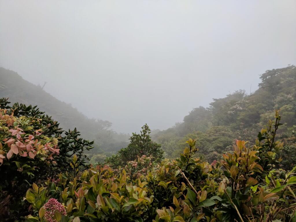 a view from the continental divide, monteverde cloud forest preserve, costa rica