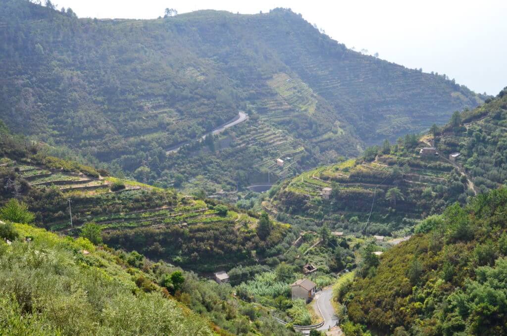 terraced vineyards near corniglia, cinque terre, italy