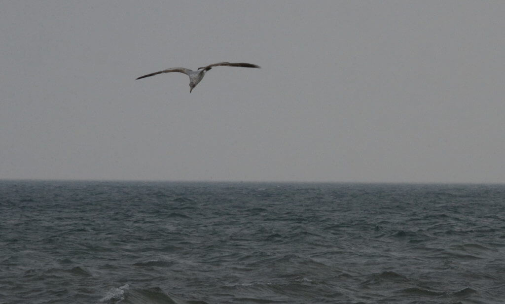 herring gull over lake erie, ontario