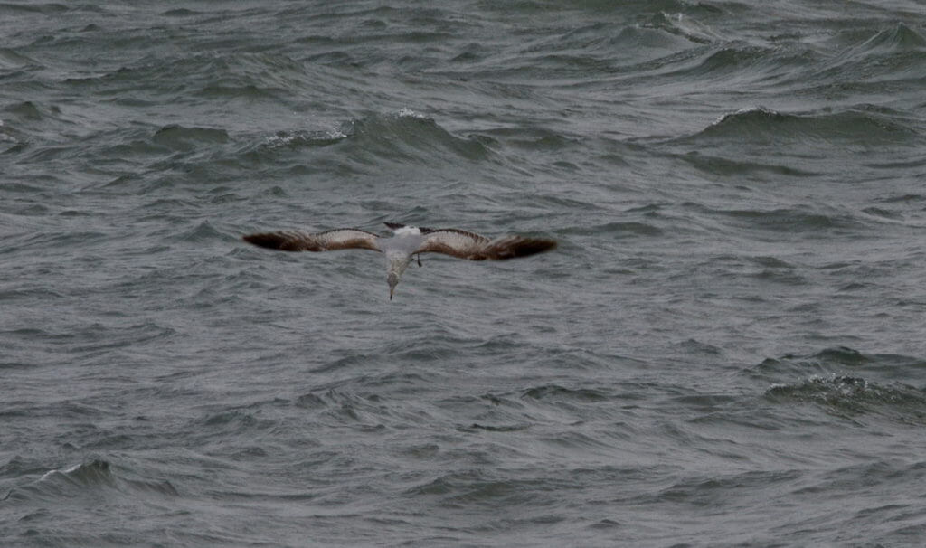 a herring gull diving, lake erie, ontario