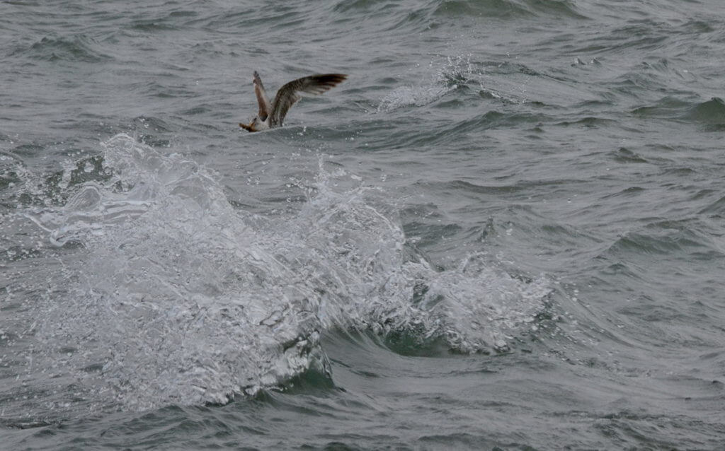 hering gull with a catch, lake erie, ontario