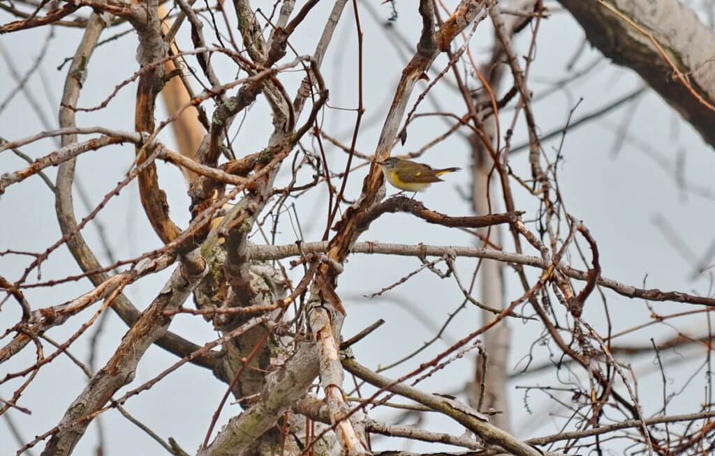 an american redstart, the tip of long point, lake erie, ontario 