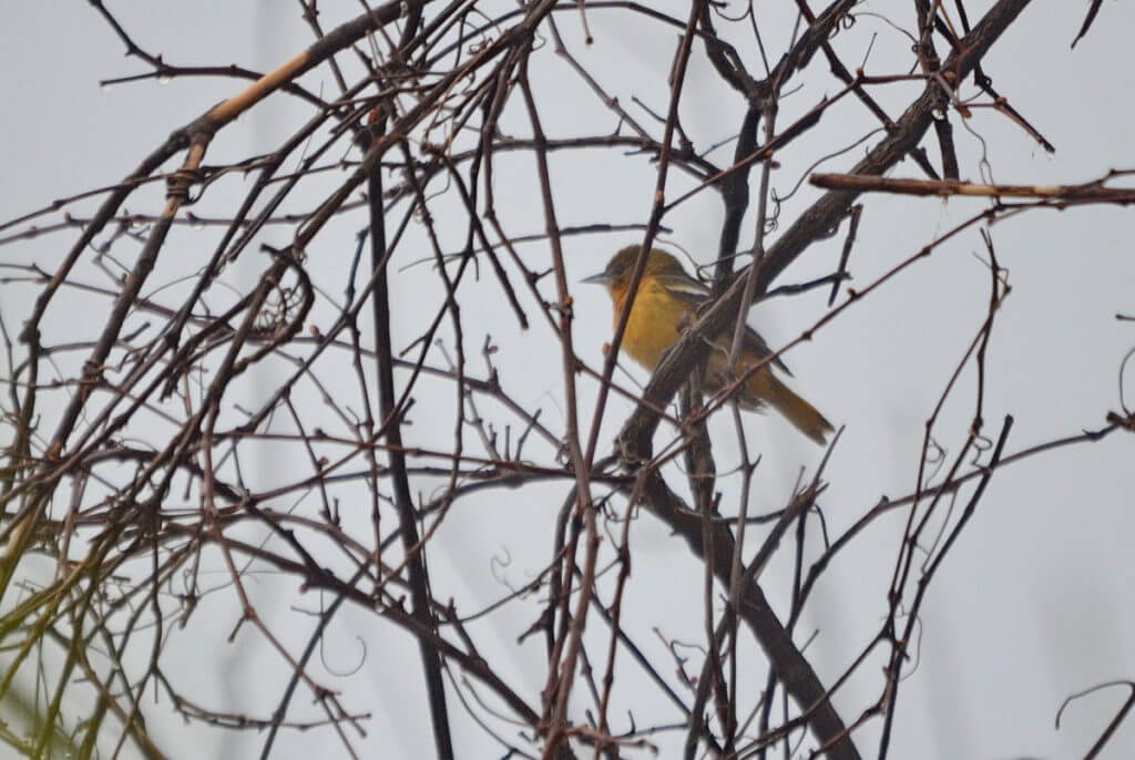 a baltimore oriole, the tip of long point, lake erie, ontario