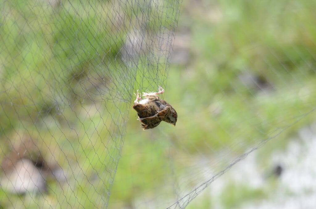 a bird in a mist net, long point bird observatory, the tip of long point, lake erie, ontario