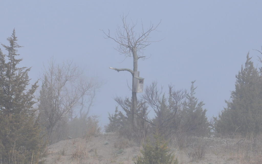 a nest box, the tip of long point, lake erie, ontario