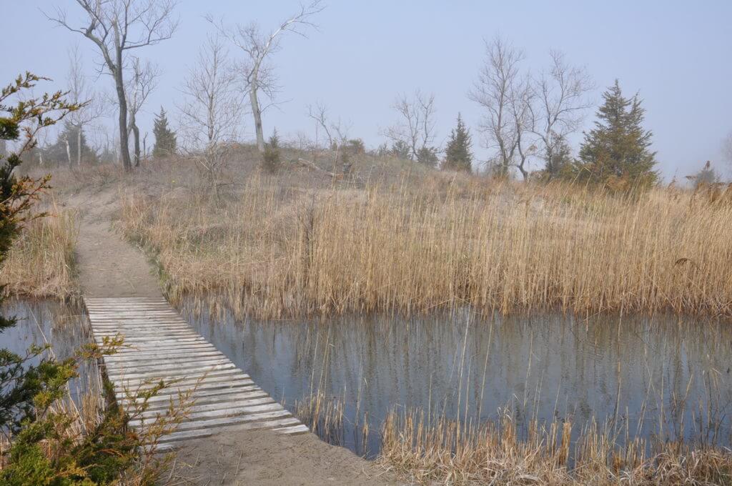 a boardwalk across a pond, the tip of long point, lake erie, ontario