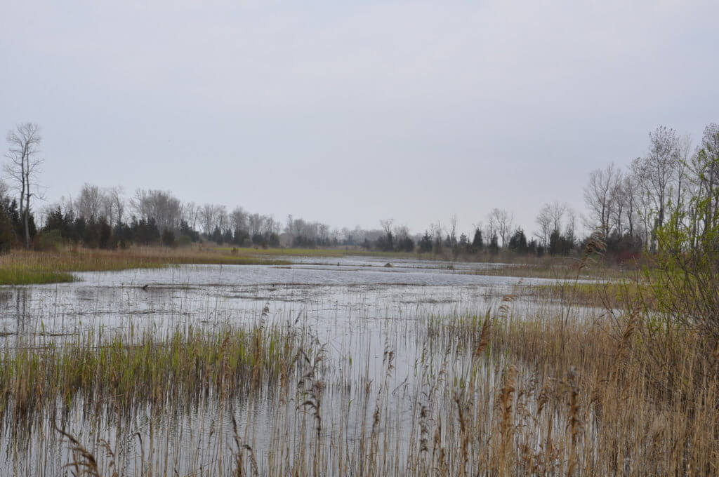 marshland, the tip of long point, lake erie, ontario