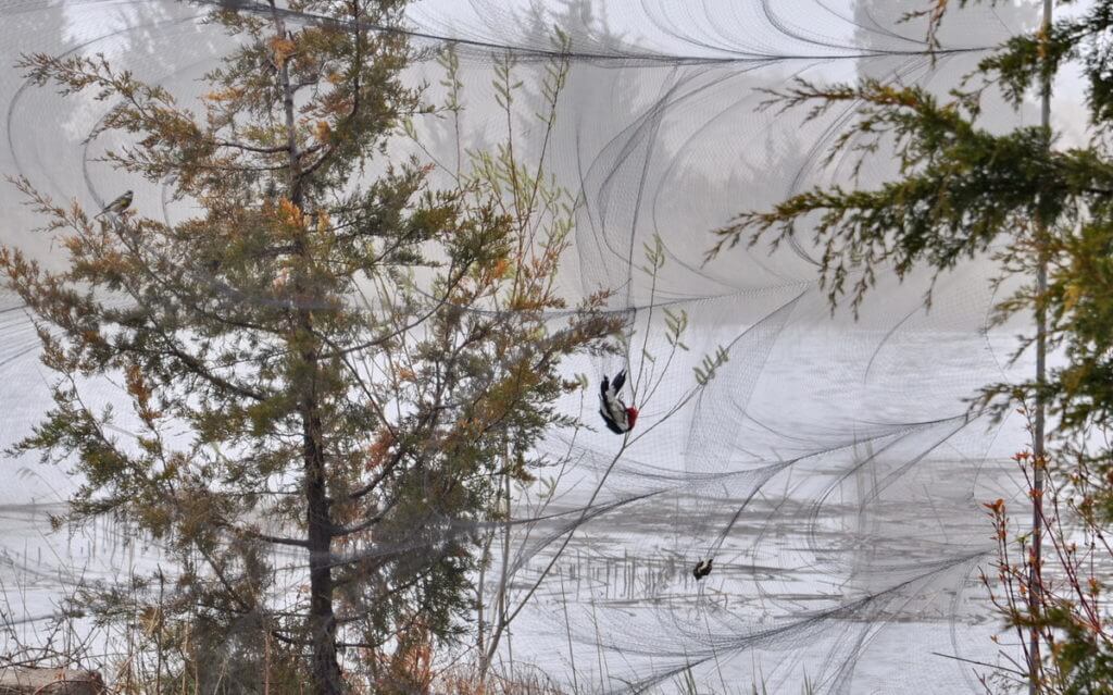 a red-headed woodpecker in a mist net, long point bird observatory, the tip of long point, lake erie, ontario