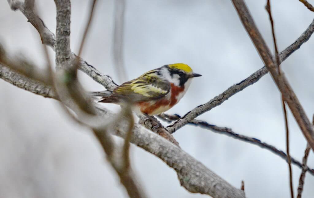 a chestnut-sided warbler, the tip of long point, lake erie, ontario