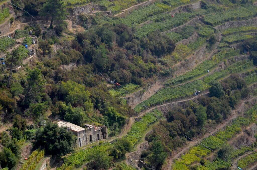 terraced vineyards near volastra, cinque terre, italy