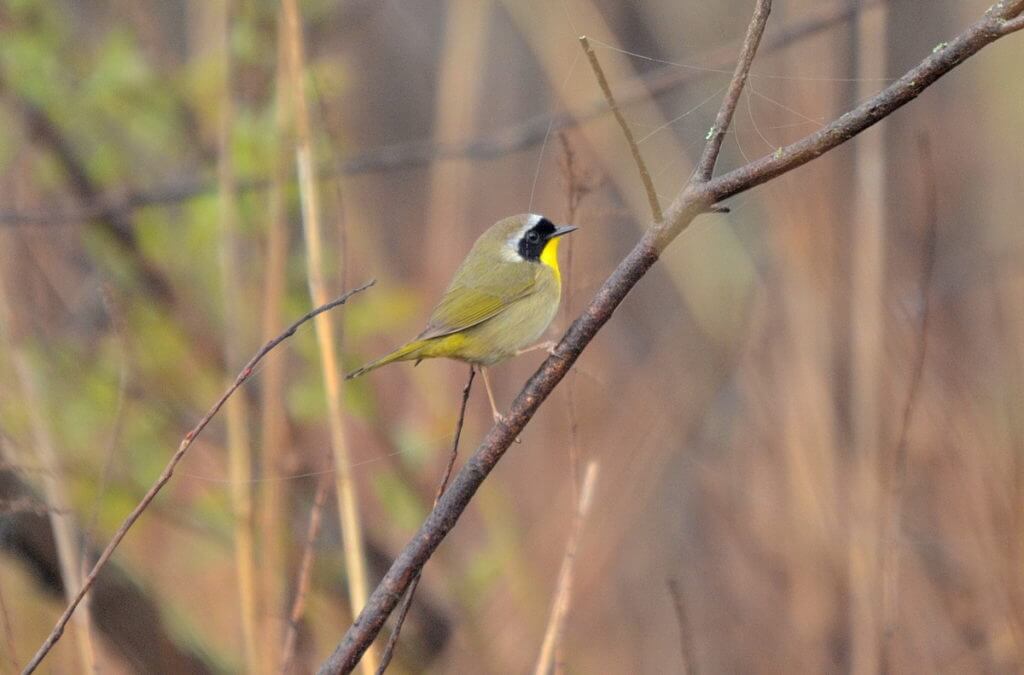 a common yellowthroat warbler, the tip of long point, lake erie, ontario