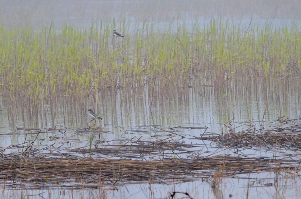 eastern kingbirds, the tip of long point, lake erie, ontario