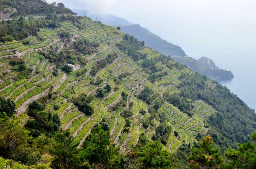 terraced vineyards near volastra, cinque terre, italy