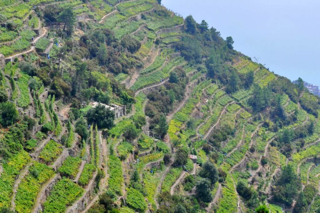 muretti, dry stone walls, cinque terre, italy