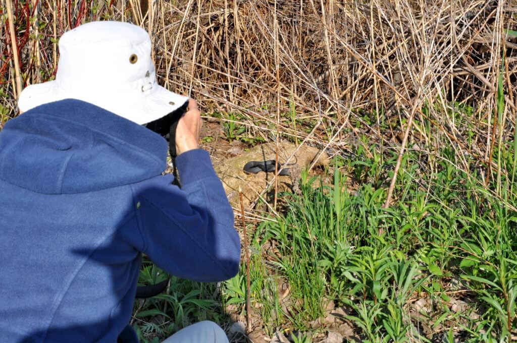 jean photographing a melanistic eastern garter snake, crown marsh, long point, ontario 