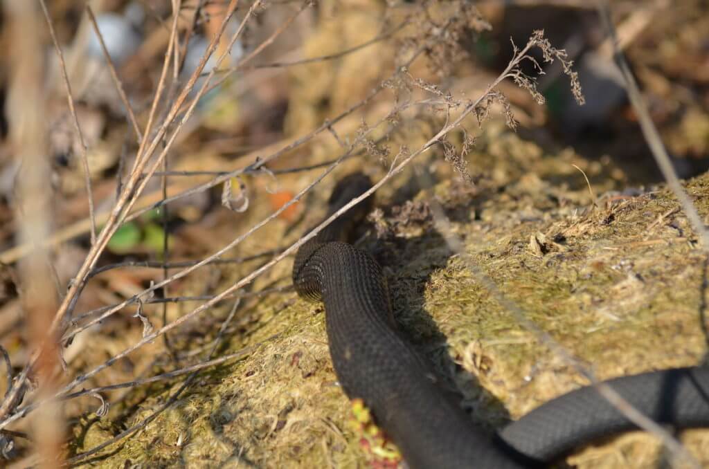 melanistic eastern garter snake, crown marsh, long point, ontario 