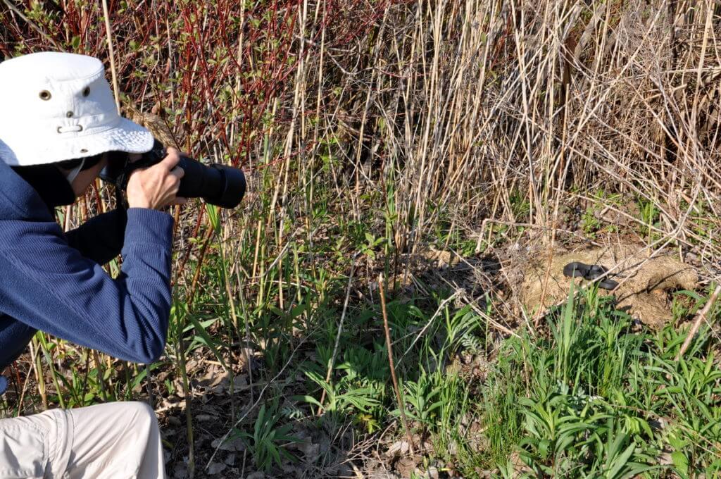 jean photographing a melanistic eastern garter snake, crown marsh, long point, ontario 