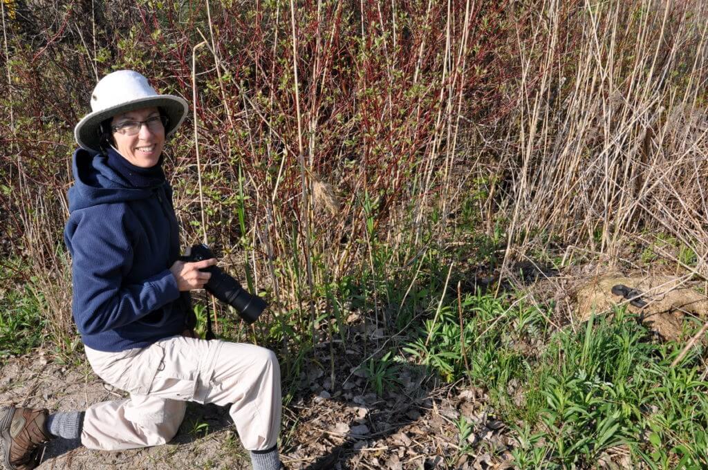 jean photographing a melanistic eastern garter snake, crown marsh, long point, ontario 