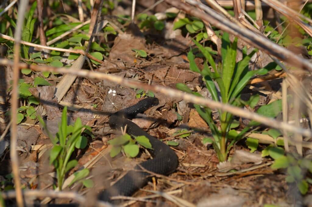 melanistic eastern garter snake, crown marsh, long point, ontario 
