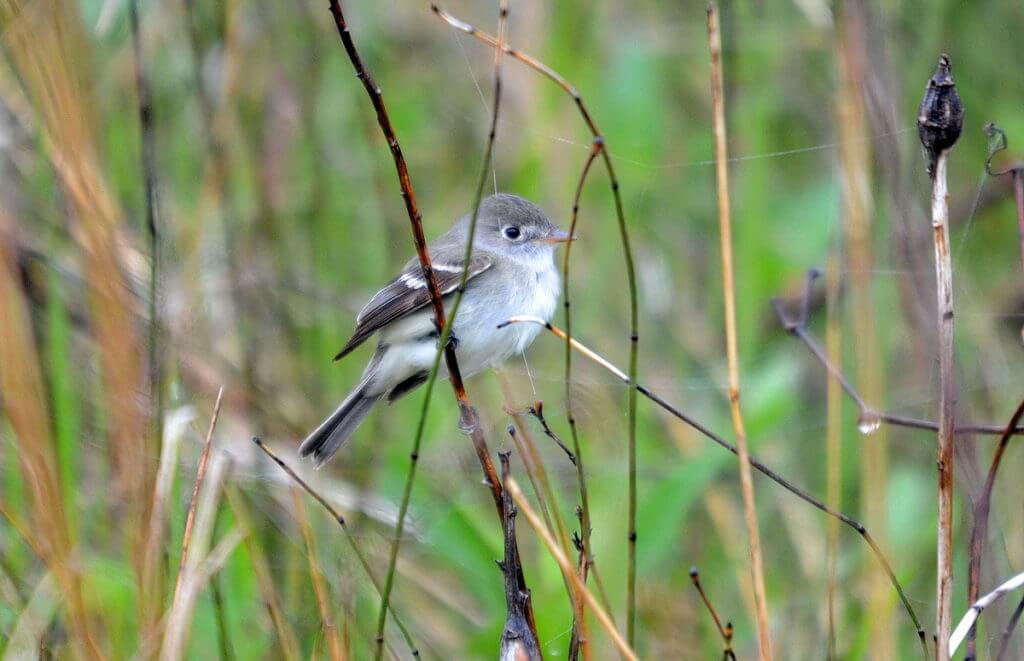 a least flycatcher, the tip of long point, lake erie, ontario