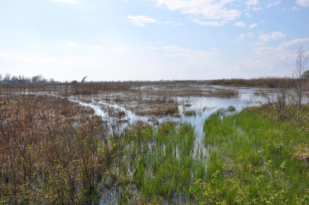 crown marsh, long point, ontario