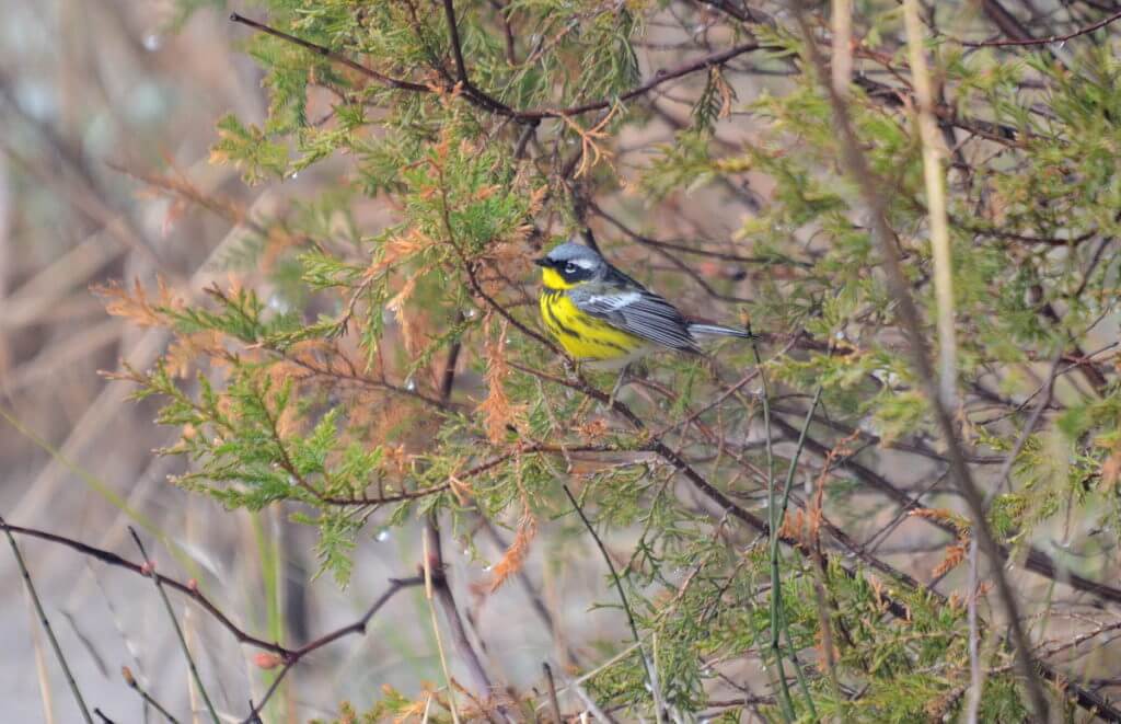 a magnolia warbler, the tip of long point, lake erie, ontario