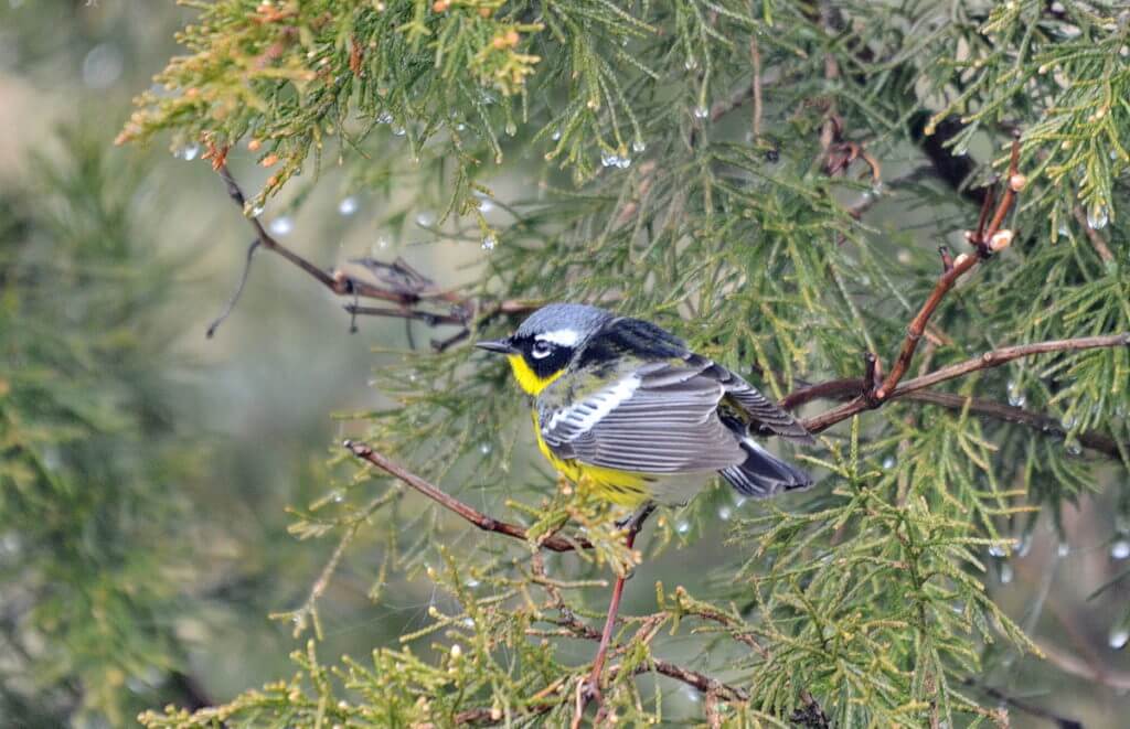 a magnolia warbler, the tip of long point, lake erie, ontario
